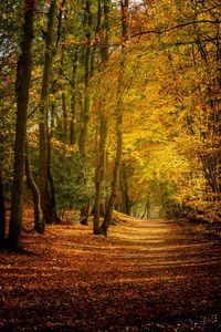 Trees in forest during autumn