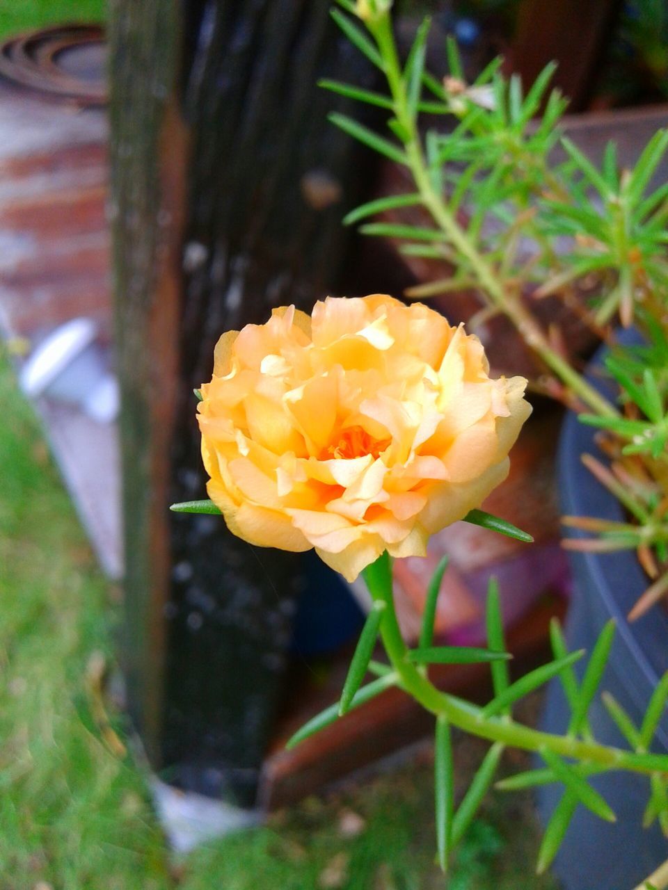 flower, petal, flower head, fragility, freshness, growth, close-up, focus on foreground, beauty in nature, plant, single flower, nature, blooming, rose - flower, leaf, yellow, in bloom, day, outdoors, park - man made space