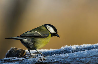 Close-up of bird perching on snow