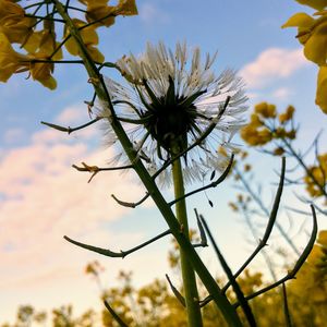 Close-up of fresh flowers blooming against sky