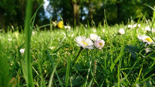 Close-up of flowers blooming on field