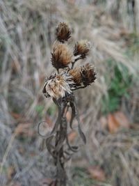 Close-up of wilted plant on field