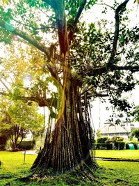 Trees on grassy field