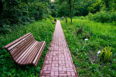 High angle view of footpath amidst trees in forest