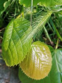 Close-up of insect on leaf