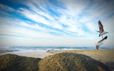 Scenic view of seagulls flying over beach