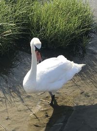 High angle view of swan in lake