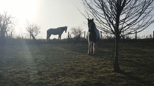 Horses on landscape against sky