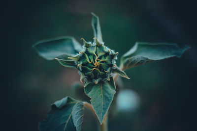 Close-up of plant