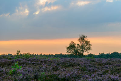 Scenic view of field against sky during sunset