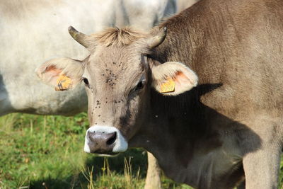 Portrait of a horse on field