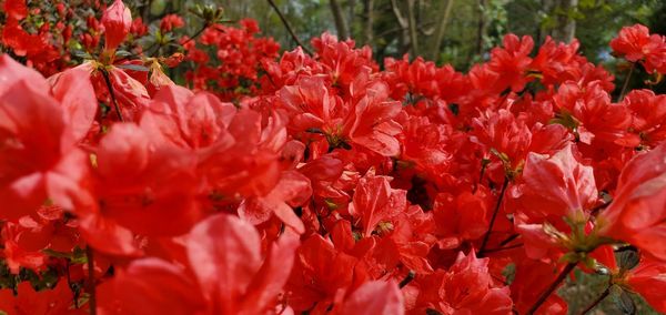 Close-up of red flowering plants