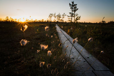 Scenic view of field against sky during sunset