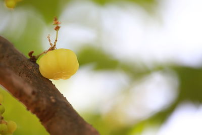 Close-up of yellow fruit growing on tree