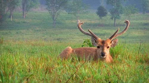 Deer in a field