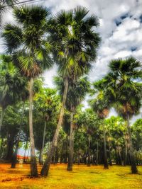 Palm trees against sky