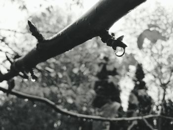 Close-up of bicycle against trees