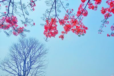 Low angle view of cherry blossoms against blue sky