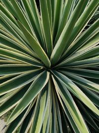 Full frame shot of palm leaves