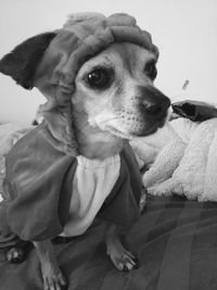 Close-up portrait of dog looking at camera