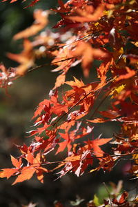 Close-up of autumnal leaves on tree