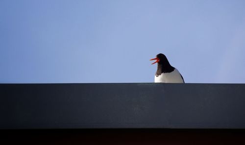 Low angle view of bird perching against clear sky