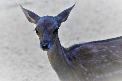 Close-up of deer