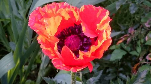 Close-up of poppy blooming outdoors