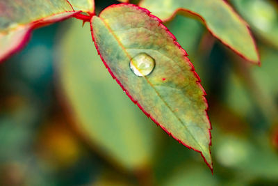 Close-up of leaves on plant during autumn