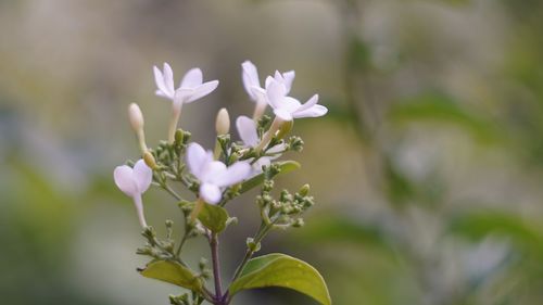 Close-up of purple flowering plant