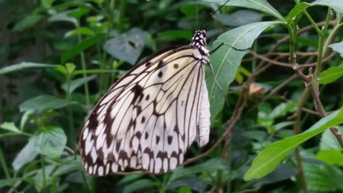 Butterfly perching on leaf