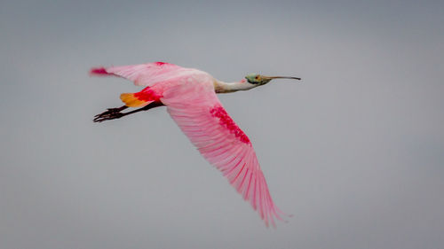 A colorful bird in a pink flash of light crosses the sky above