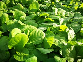 Full frame shot of green leaves