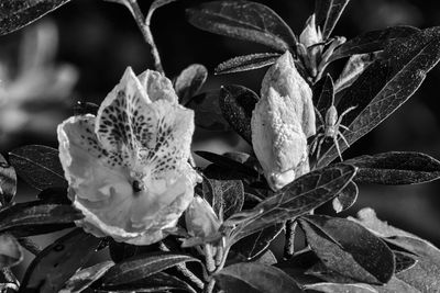 Close-up of flowers