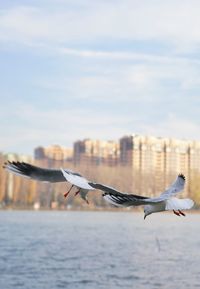 Seagulls flying over sea against sky