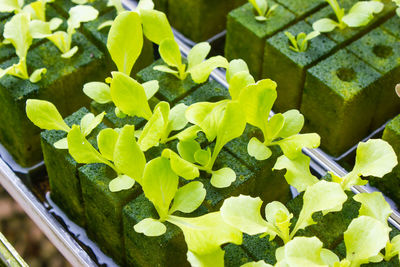 High angle view of potted plants