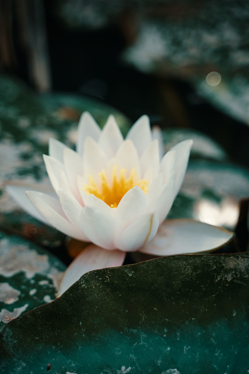 CLOSE-UP OF WATER LILIES IN LAKE