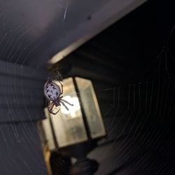 Close-up of spider on web