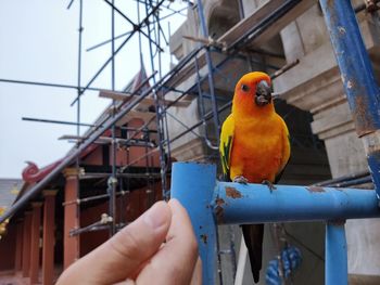 Close-up of a bird perching on hand