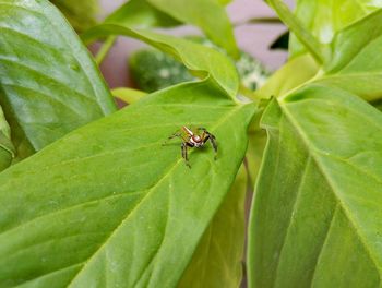 Close-up of insect on plant