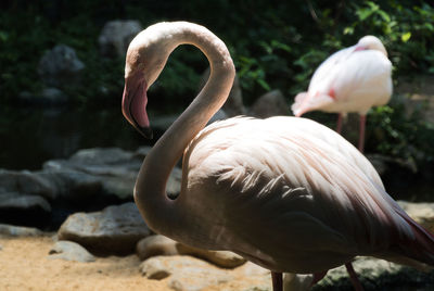 Side view of flamingo at zoo