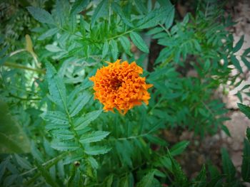 Close-up of orange marigold flower