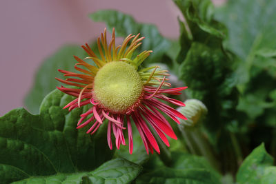 Close-up of pink flower