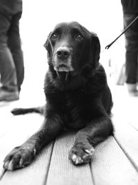 Close-up of dog sitting outdoors