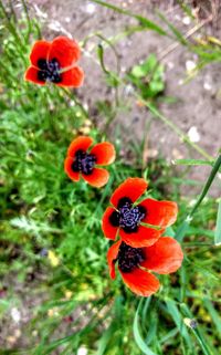 Close-up of poppy blooming outdoors