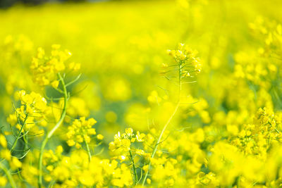 Close-up of yellow flowering plant on field