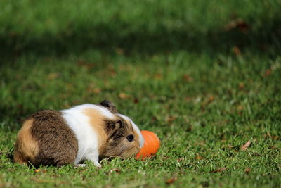 Guinea pig 