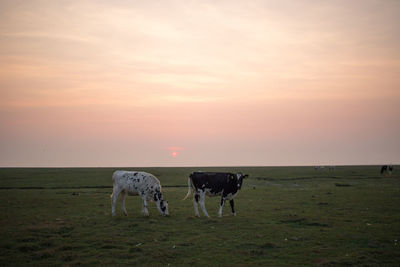 View of horses on field during sunset