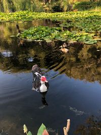 High angle view of ducks swimming in lake