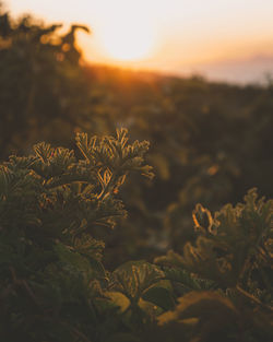 Close-up of fresh plants on field against sky during sunset